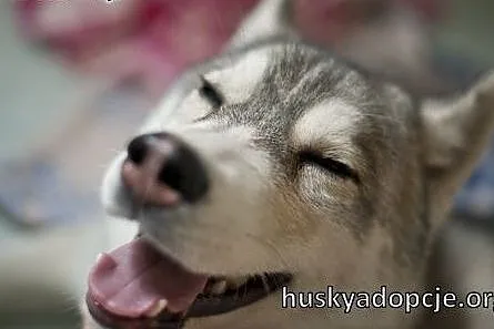 ARAK- kochany szczeniak husky do adopcji,  małopol
