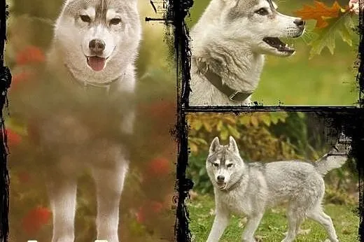 ARAK- kochany szczeniak husky do adopcji,  małopol