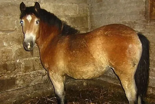 Źrebica Zimnokrwista