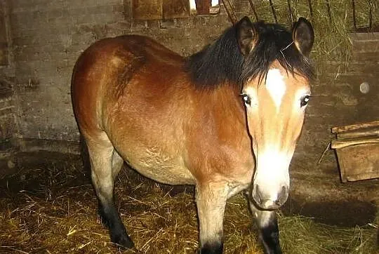 Źrebica Zimnokrwista