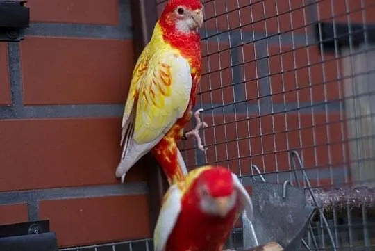 Rozelle białolice 2019, Mazowieckie, Mława
