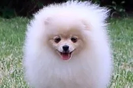 Nastolatка sunia pomeranian