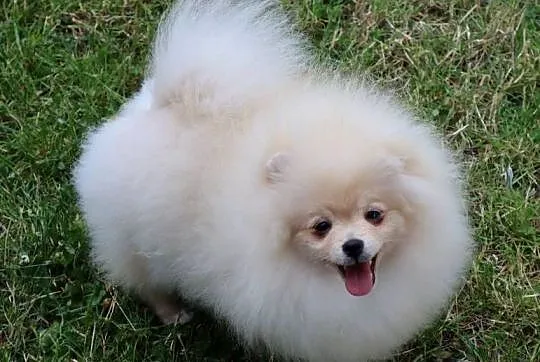 Nastolatка sunia pomeranian, Wielkopolskie, Pleszew