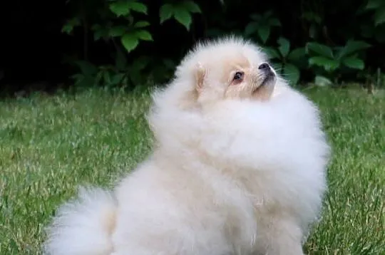 Nastolatка sunia pomeranian, Wielkopolskie, Pleszew