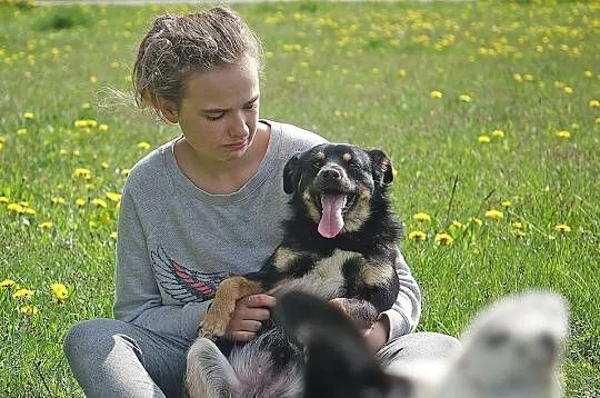 PSIE DZIECKO, niewielki, bezkonfliktowy psiak szuk