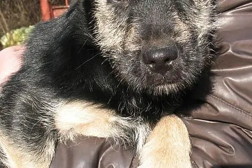 Gaja Cudowna 6 miesięczna sunia marzy o kochającym i odpowiedzialnym domu,  mazowieckie Warszawa