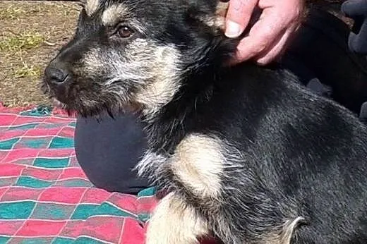 Gaja Cudowna 6 miesięczna sunia marzy o kochającym