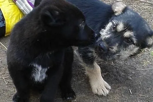 Gaja Cudowna 6 miesięczna sunia marzy o kochającym
