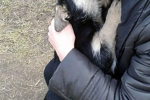 Gaja Cudowna 6 miesięczna sunia marzy o kochającym