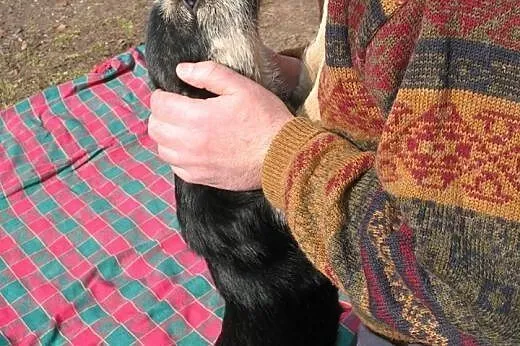 Gaja Cudowna 6 miesięczna sunia marzy o kochającym