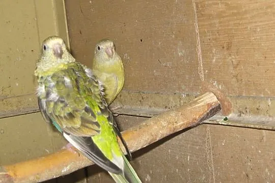 Papugi Świergotki Seledynowe - samiczki 2029/2020, Luboń