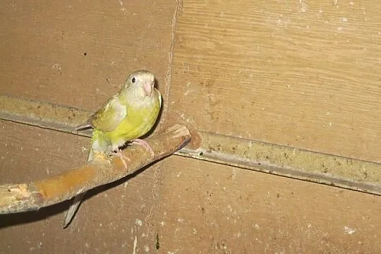 Papugi Świergotki Seledynowe - samiczki 2029/2020, Luboń