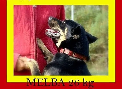 26kg,10miesięczna,uwielbia się przytulać,przyjacie