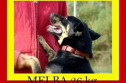 26kg,10miesięczna,uwielbia się przytulać,przyjacie