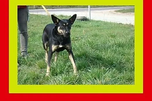26kg,10miesięczna,uwielbia się przytulać,przyjacie