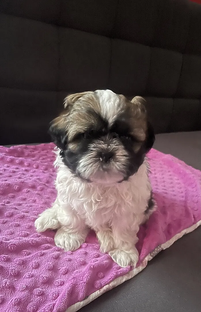Szczeniak rasy Shih tzu tricolor, Podlaskie, Sejny