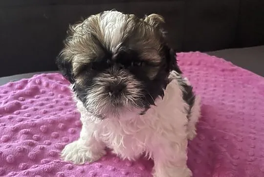 Szczeniak rasy Shih tzu tricolor, Podlaskie, Sejny