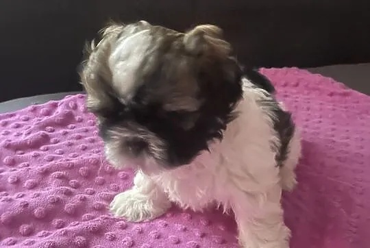 Szczeniak rasy Shih tzu tricolor, Podlaskie, Sejny