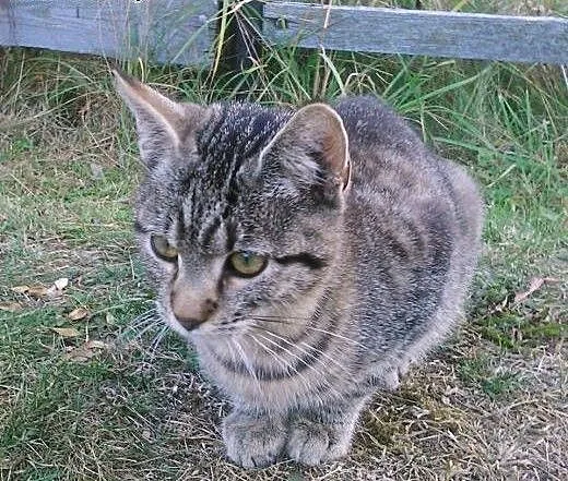 Dwa 4 miesięczne kocurki do adopcji., dolnośląski