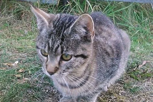 Dwa 4 miesięczne kocurki do adopcji.,  dolnośląski