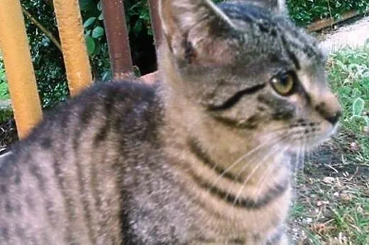 Dwa 4 miesięczne kocurki do adopcji.,  dolnośląski