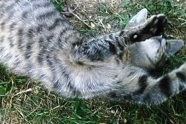 Dwa 4 miesięczne kocurki do adopcji.,  dolnośląski