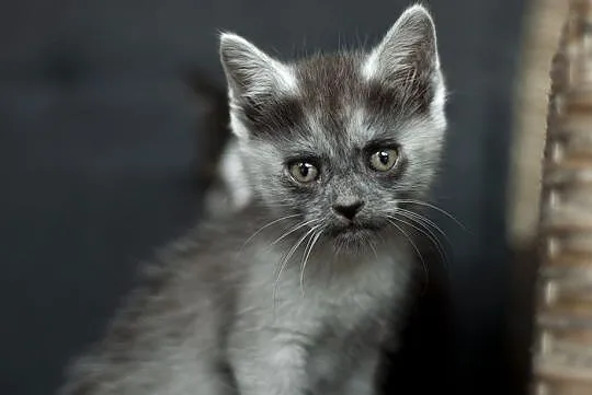 KOT: Grace z Fundacji Miasto Kotów - takiego kota , Piotrków Trybunalski