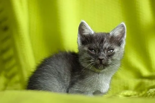 KOT: Grace z Fundacji Miasto Kotów - takiego kota , Piotrków Trybunalski
