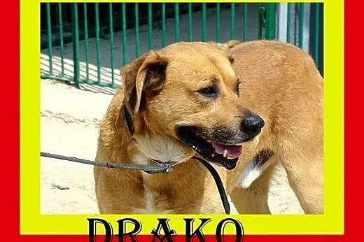 30kg,gładkowłosy,przyjacielski,wesoły,pies DRAKO,  dolnośląskie Wrocław