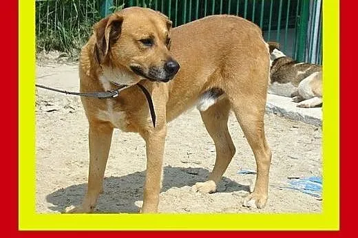30kg,gładkowłosy,przyjacielski,wesoły,pies DRAKO, 
