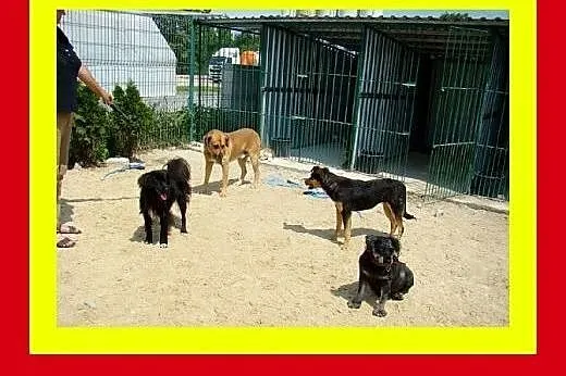 30kg,gładkowłosy,przyjacielski,wesoły,pies DRAKO, 