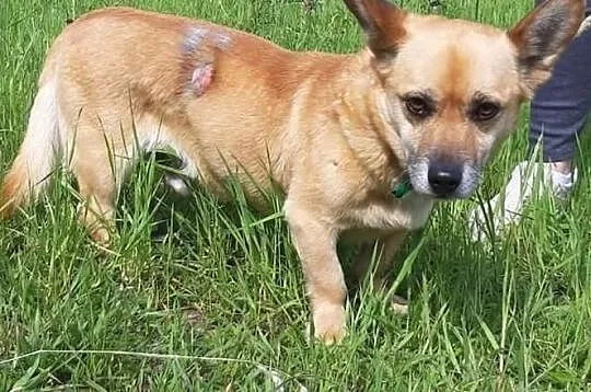 Piesek Gacuś do adopcji