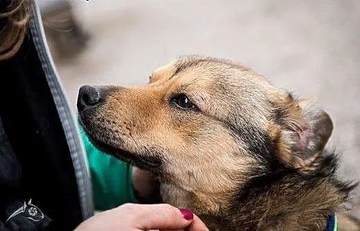 PIONEK - niewielki przytulas szuka domu!, mazowie