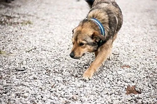 PIONEK - niewielki przytulas szuka domu!,  mazowie