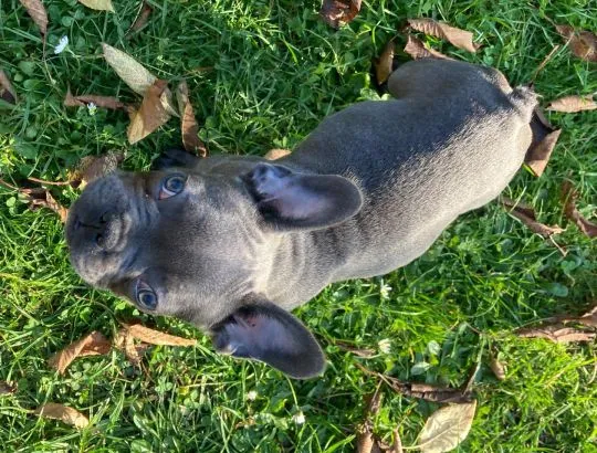 Prześliczne szczeniaki buldoga francuskiego blue ,blue fawn ,, , Miłkowice