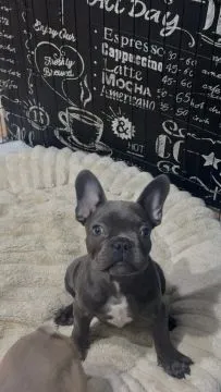 Prześliczne szczeniaki buldoga francuskiego blue ,blue fawn ,, , Miłkowice