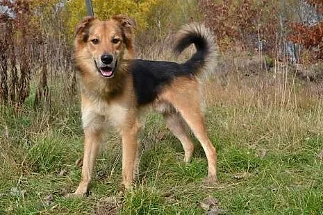 ALEX - schroniskowy przystojniak SZUKA DOMU!!,  śl