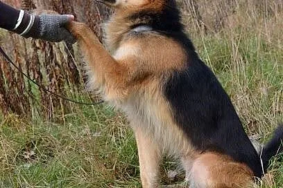ALEX - schroniskowy przystojniak SZUKA DOMU!!,  śl
