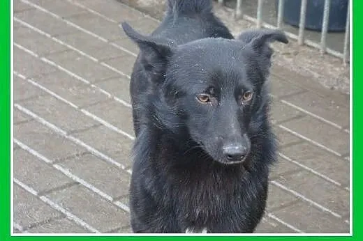 Mały 10 kg czarny piesek stróżujący,odważny,czujny