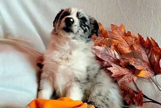 Border collie suczka blue merle, Kujawsko-pomorskie, Wąbrzeźno