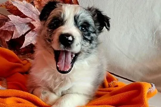 Border collie suczka blue merle, Kujawsko-pomorskie, Wąbrzeźno
