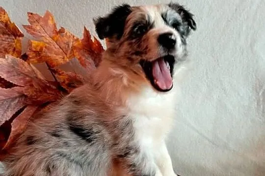 Border collie suczka blue merle, Kujawsko-pomorskie, Wąbrzeźno