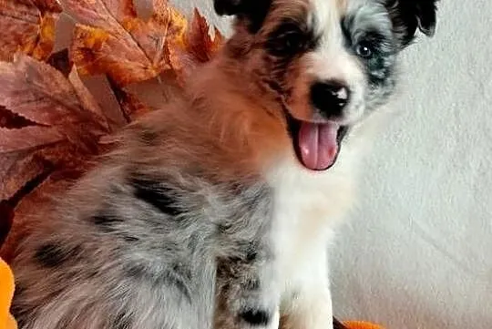 Border collie suczka blue merle, Kujawsko-pomorskie, Wąbrzeźno