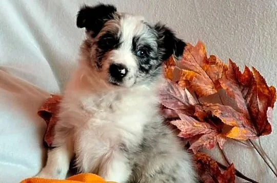 Border collie suczka blue merle, Kujawsko-pomorskie, Wąbrzeźno
