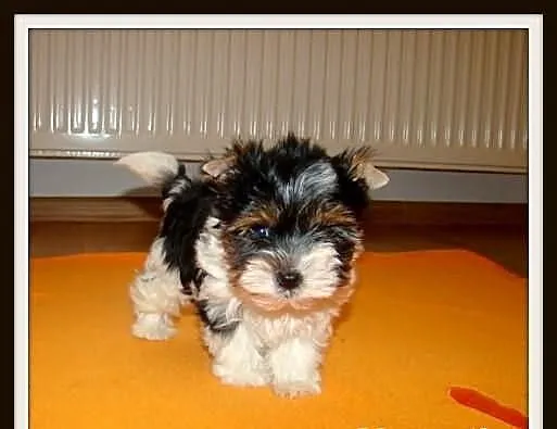 Biewer_York_Yorki_Szczeniaki_Maleńkie MINI pieski_