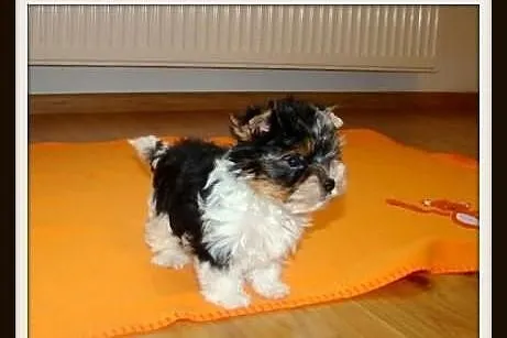 Biewer_York_Yorki_Szczeniaki_Maleńkie MINI pieski_