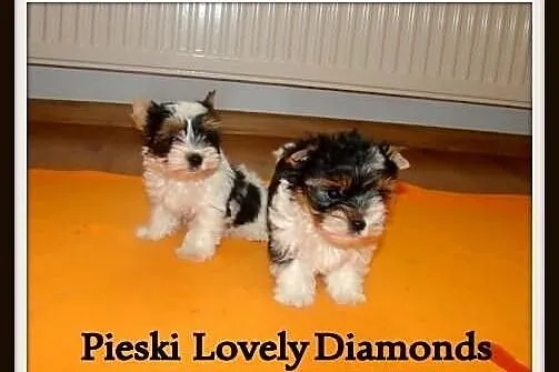 Biewer_York_Yorki_Szczeniaki_Maleńkie MINI pieski_