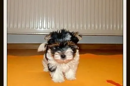 Biewer_York_Yorki_Szczeniaki_Maleńkie MINI pieski_