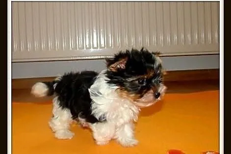 Biewer_York_Yorki_Szczeniaki_Maleńkie MINI pieski_
