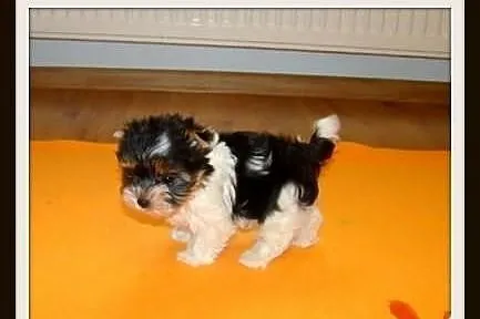 Biewer_York_Yorki_Szczeniaki_Maleńkie MINI pieski_